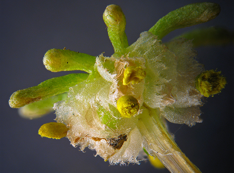 Marchantia polymopha